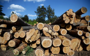 Двое жителей Пермского края незаконно вырубили лес на 8 млн рублей
